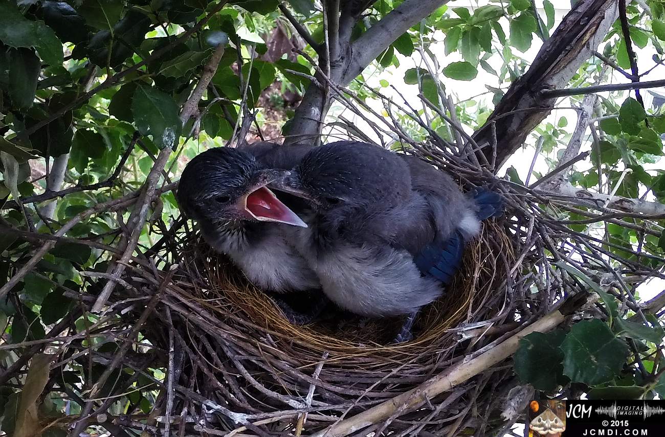 Scrub Jay Documentary Chicks in nest